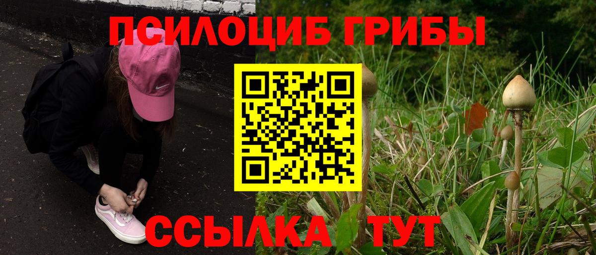 Псилоцибиновые грибы Psilocybine cubensis  Вход с VPN  Новосибирск 